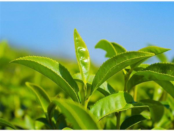 茶葉的采摘技術(shù)，較佳種植時(shí)間？